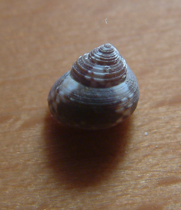 Gibbula adansonii e Gibbula turbinoides